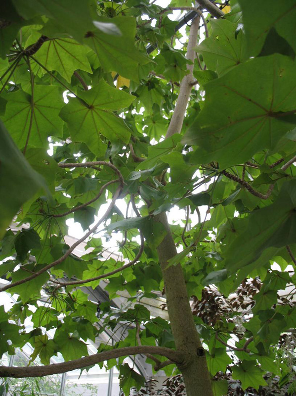 Online Plant Guide Kokia drynarioides / Hawaii Treecotton